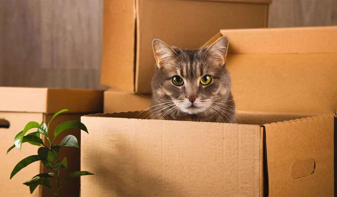 Los gatos y las cajas de mudanzas: Una historia de amor 8 Los gatos y las cajas de mudanzas: Una historia de amor
