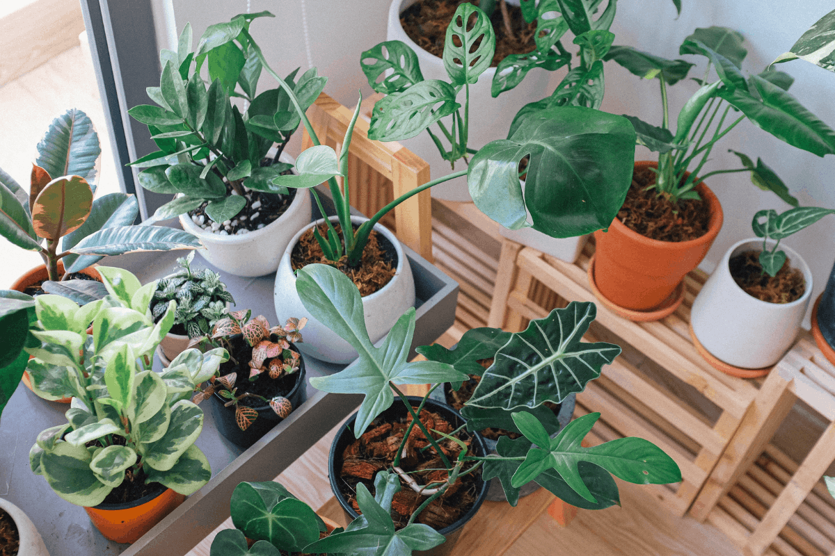 Consejos para transportar plantas en una mudanza 10 Consejos para transportar plantas en una mudanza